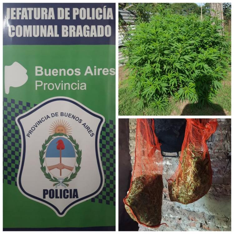 Secuestran plantas de marihuana de 2 metros en una chacra de Olascoaga