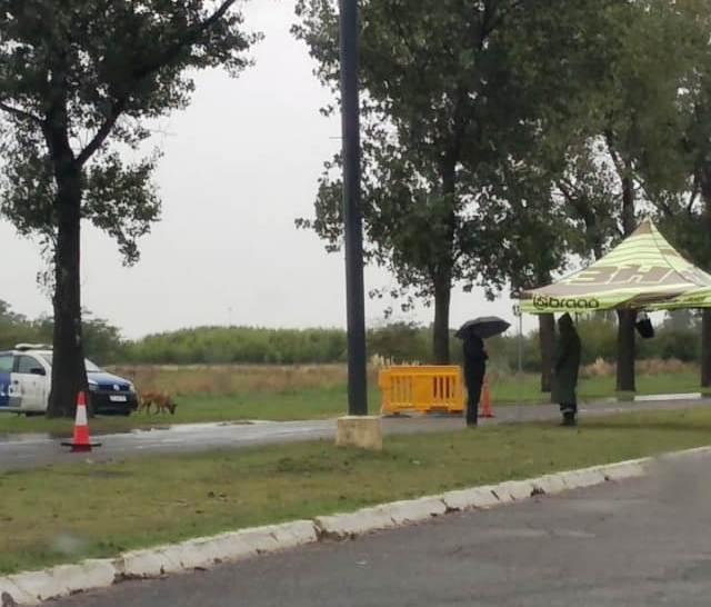 Policía reconoce que hay menos gente en la calle pero siguen los aprehendidos