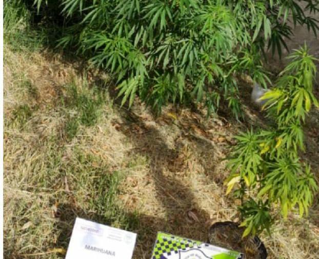 Procedimiento por plantas de marihuana en una vivienda