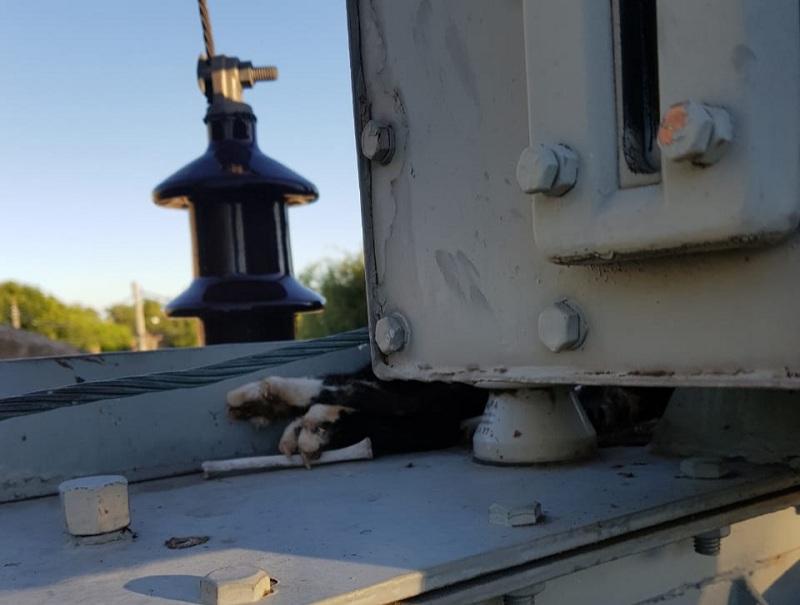 Un gatito dejó sin luz a los barrios Mudynda y Camioneros