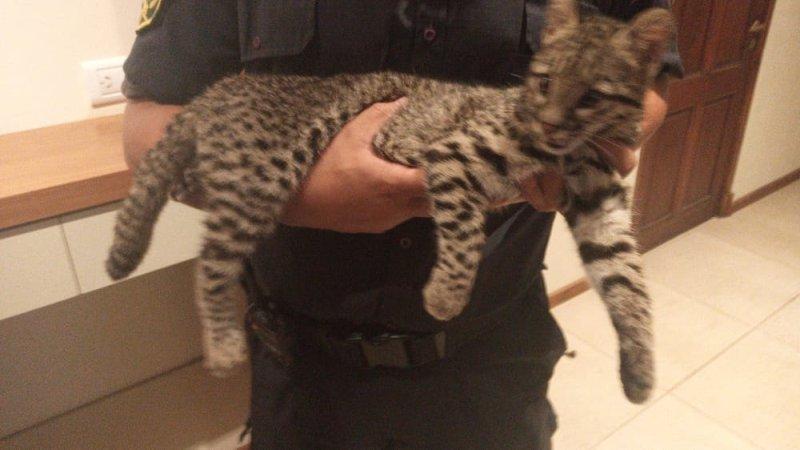 Visitante inesperado: apareció un gato montés en una casa en pleno centro de Bragado