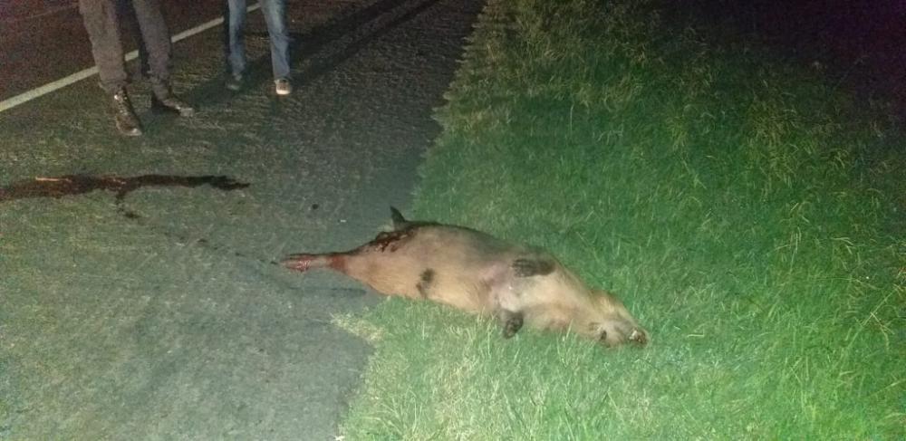 Motociclistas embistieron un carpincho en la ruta 46 y resultaron heridos