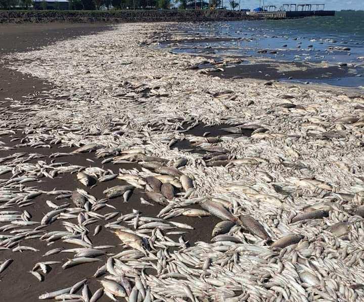 Masiva mortandad de peces en la laguna de Junín