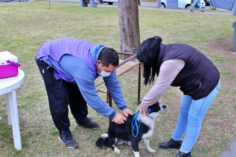 Se reinició la campaña de vacunación antirrábica