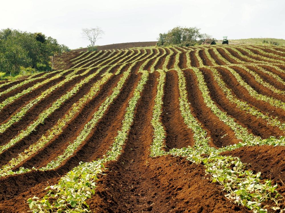 El campo de Bragado, en vías de aprovechar al máximo sus características