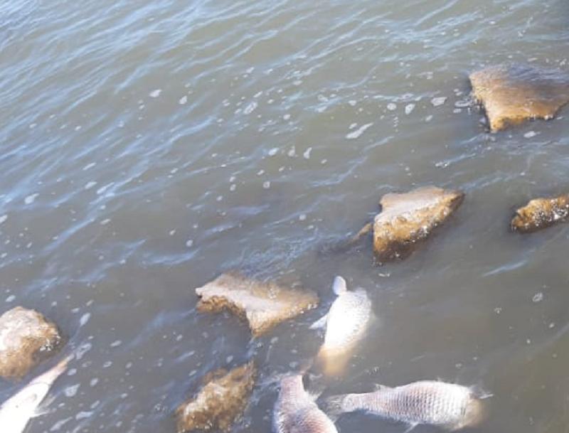 Ola de calor y la laguna en estado crítico: piden que no se consuman animales moribundos