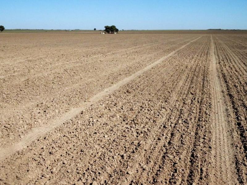 La sequía golpea fuerte al campo bonaerense, que habla de “pérdidas irrecuperables”