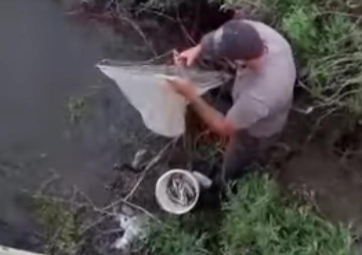 Así es el desalmado ataque a las crías de pejerrey en la laguna 