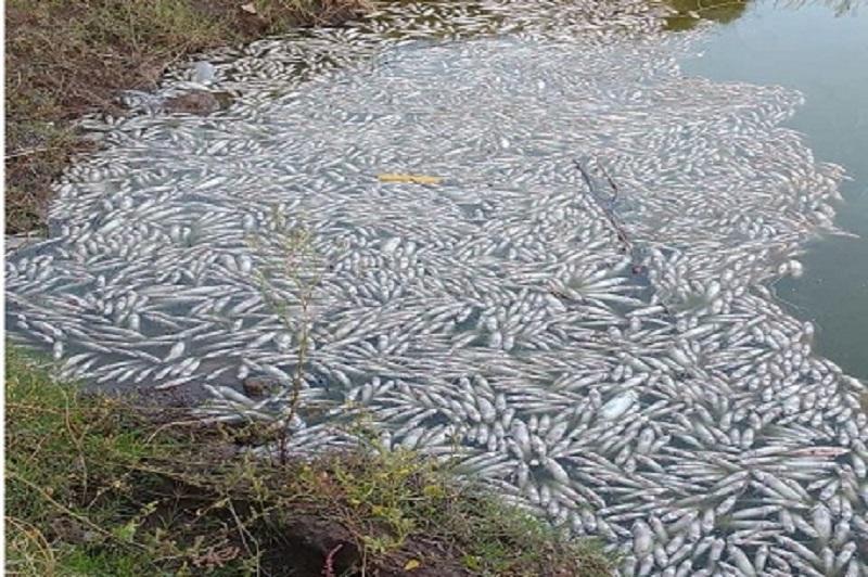 Alerta en Alberti por mortandad de peces en el Río Salado