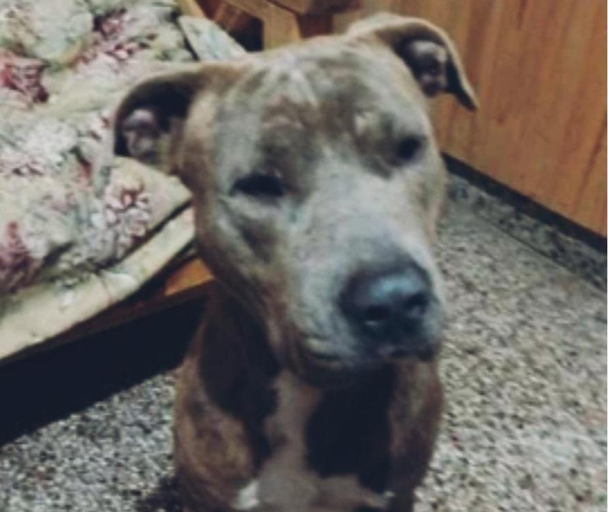 El perro que atacó a una docente fue adoptado y piden que se repliquen estas acciones