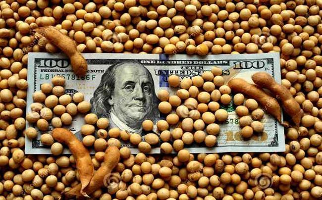 Dólar a 200 para la soja: en el campo criticaron que la medida sea temporal y pidieron cobrar el valor internacional