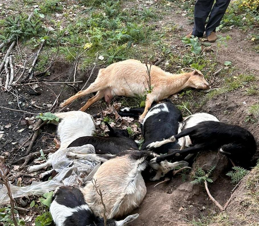 Denuncian que en una chacra varios animales murieron producto de fertilizantes