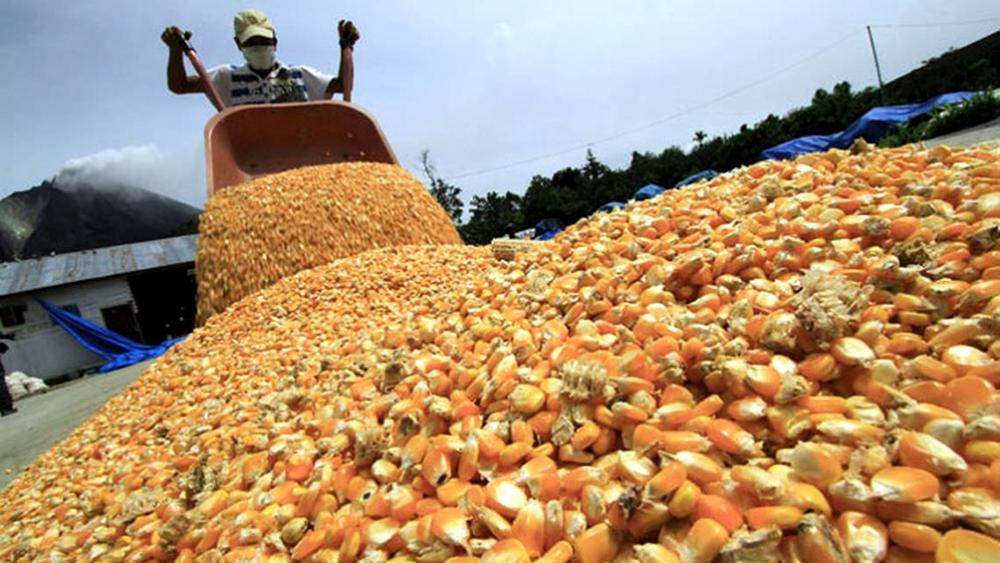 El gobierno destinará 15.000 millones de pesos para subsidiar a productores de soja y maíz