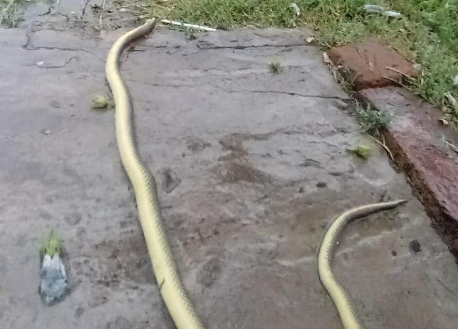 Una serpiente entró en un domicilio y apareció sobre la cama de un niño
