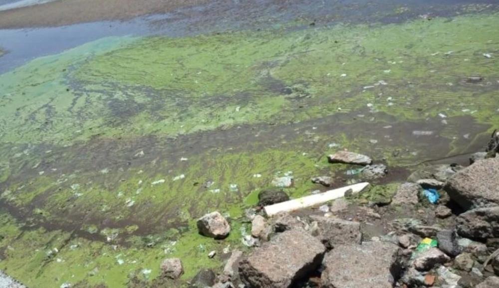 Emiten un alerta por cianobacterias en balnearios y algunas lagunas bonaerenses
