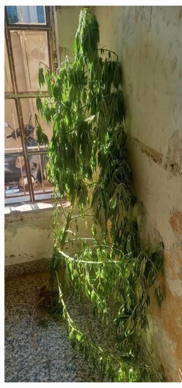 Caminaban por la calle con una planta de marihuana: uno fue detenido