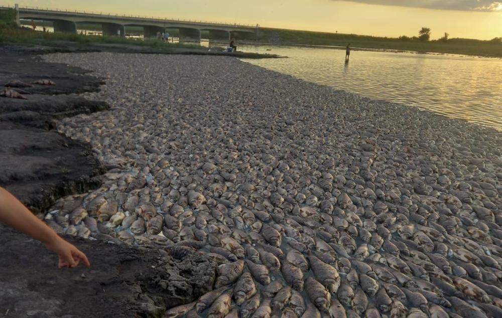 Impactante: mortandad de peces en el Río Salado cerca del puente con ruta 5