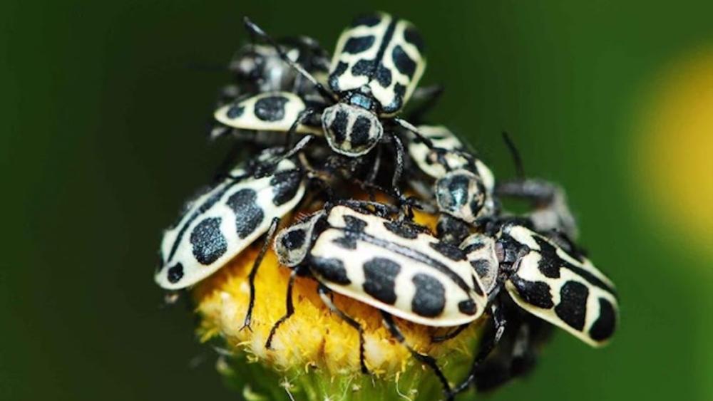 El campo en alerta por un insecto que causa la muerte en animales