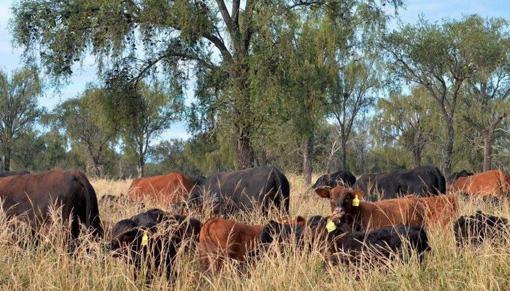Preocupación entre los ganaderos por la presencia del “7 de oro”, la plaga que se expandió a causa de la sequía