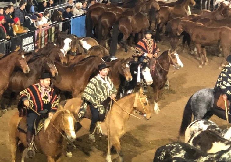 Mauricio Bagattín y la experiencia de volver a participar con sus caballos en Palermo