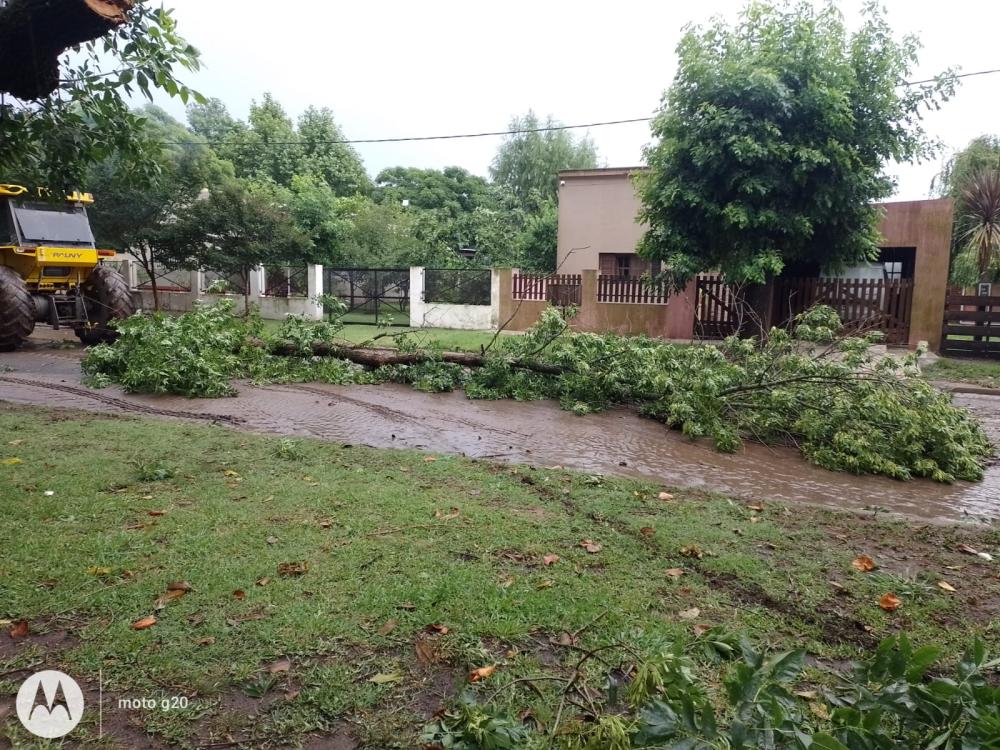 En Mechita la tormenta derribó varios árboles y Alberti también reporta daños importantes