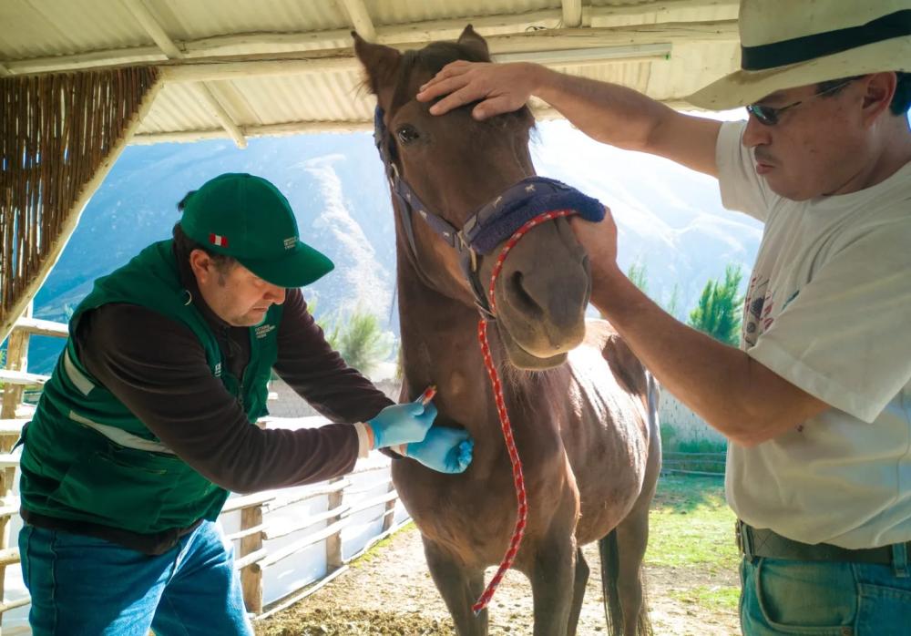 Confirmaron la segunda muerte por encefalitis equina en provincia de Buenos Aires