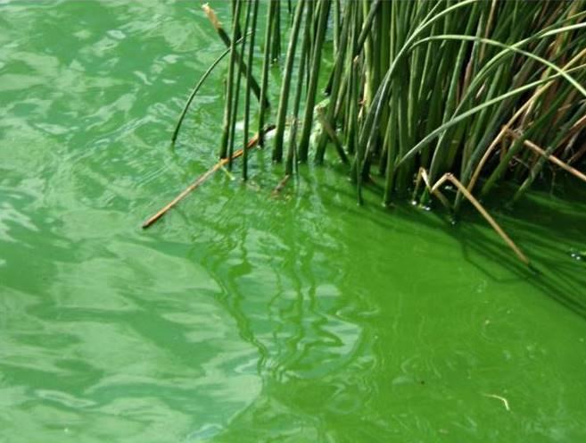 Bragado en alerta rojo por el monitoreo de cianobacterias