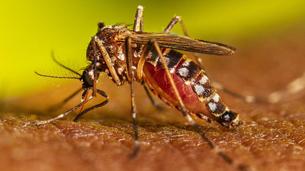 Fuerte aumento de los casos de dengue en la provincia de Buenos Aires: hay alerta en 24 municipios