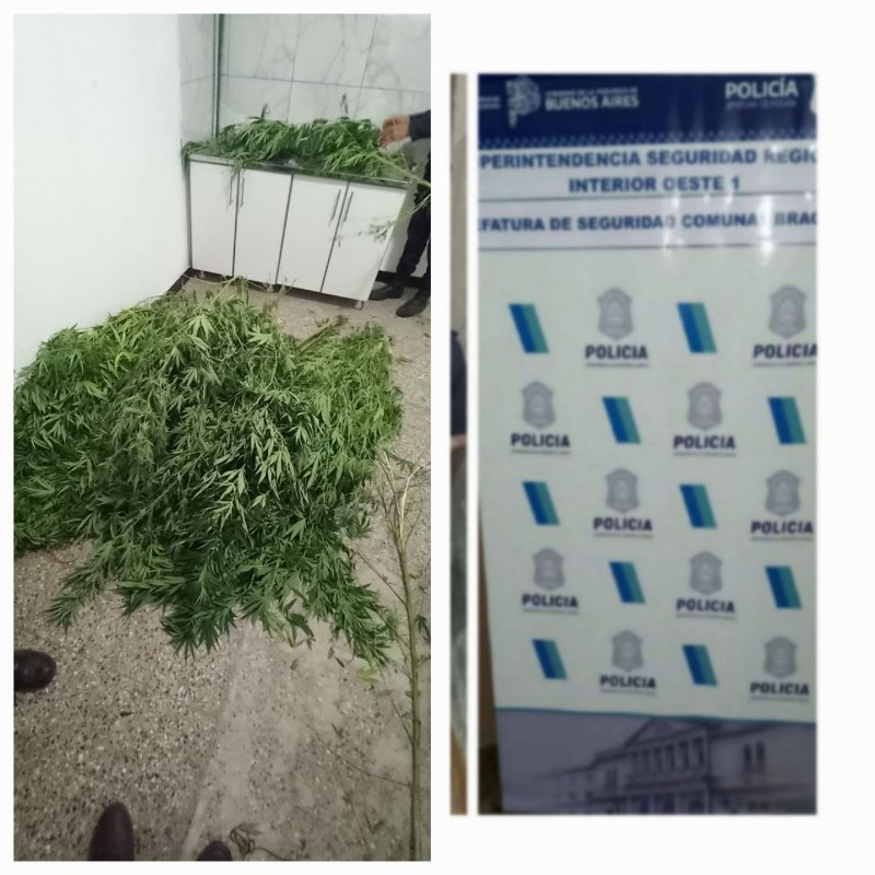 Cultivaba plantas de marihuana con fines medicinales y le robaron tras saltar un tapial