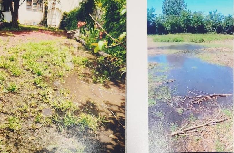 Preocupación por efluentes contaminantes del frigorífico de cerdos