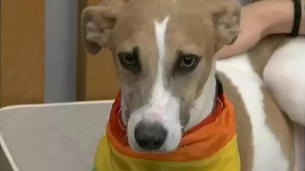 El perro bragadense: los rescatistas de Arturo pidieron que saquen al animal de la casa de GH