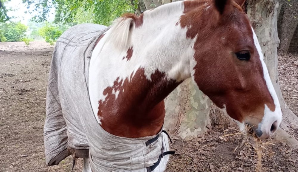 Dos peatonas fueron embestidas por caballos que corrían carreras en la laguna