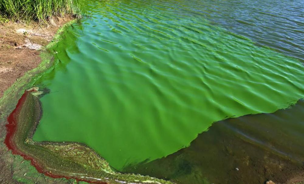 Gil pide informes a la Provincia por la contaminacion de cianobacterias en la laguna