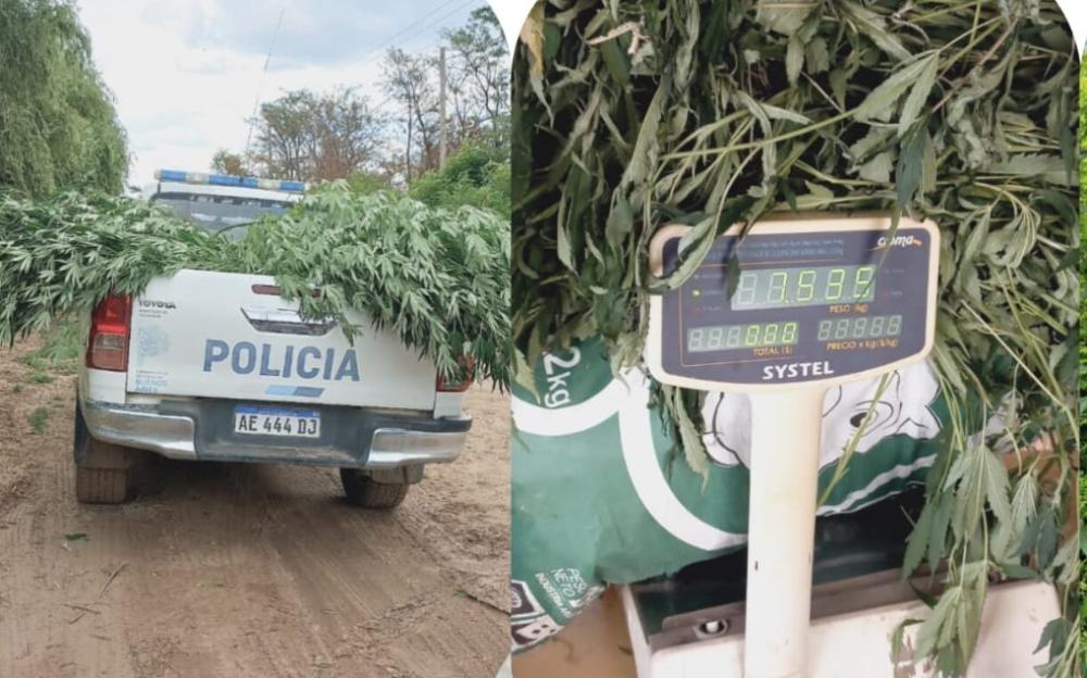Utilizaban un predio abandonado para cultivar marihuana y fueron aprehendidos
