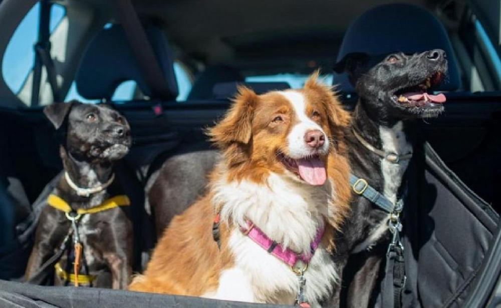 En Argentina, el 80% de la población adulta convive con al menos una mascota