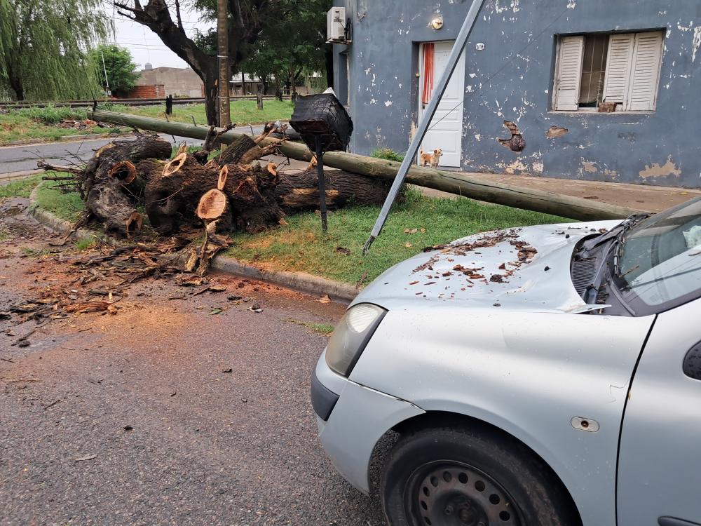 Tormentón: Árboles cayeron sobre autos y hay postes en el piso