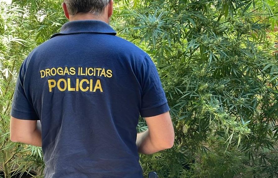 Incautaron marihuana en un domicilio de calle Alem